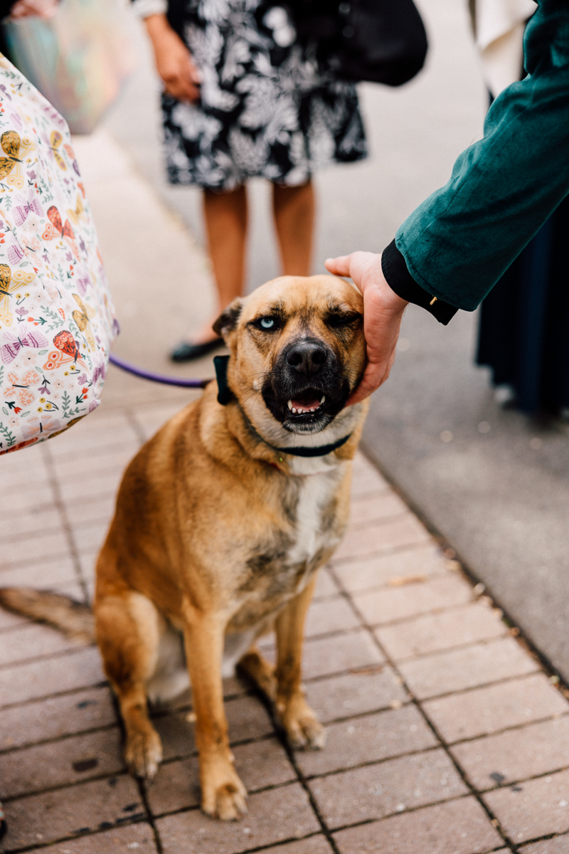 A brown dog with blue eyes sits on a sidewalk, being petted by a person, with people in the background.