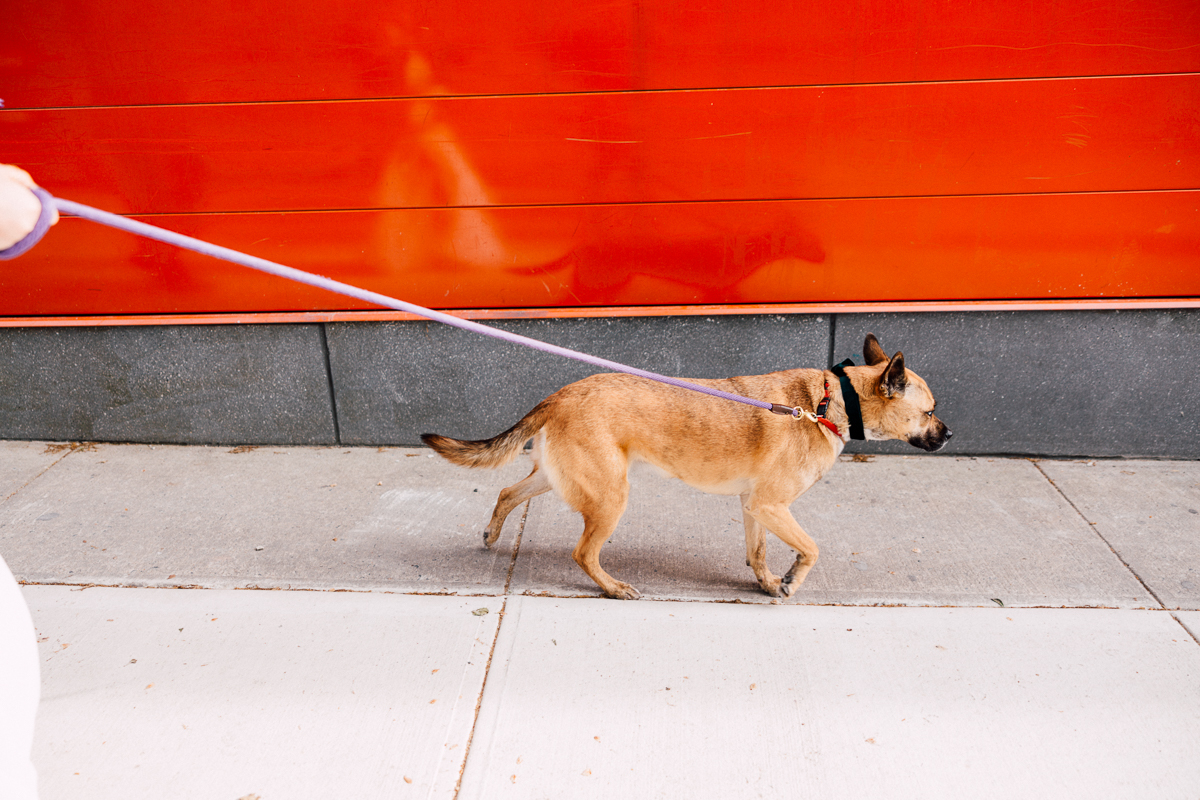 A light brown dog on a leash is walking along a sidewalk, with a vibrant red wall in the background.