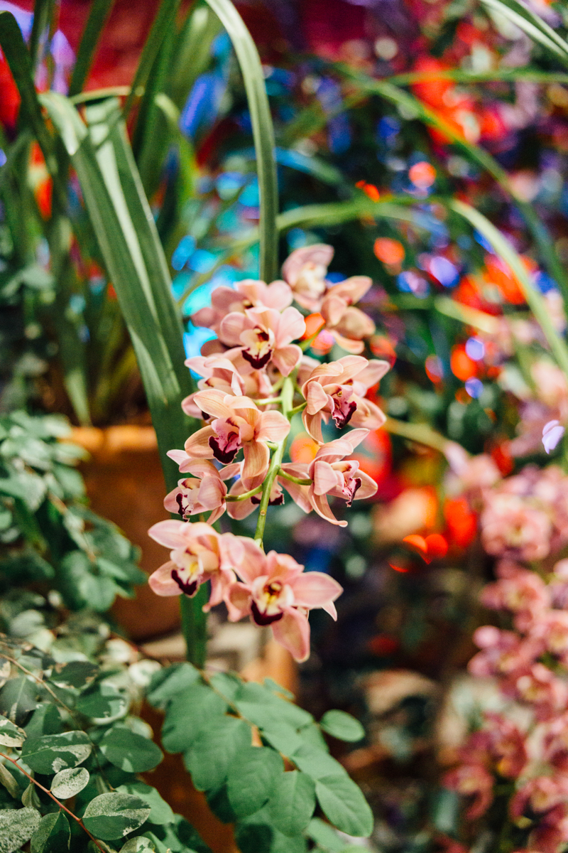 A cluster of pale pink orchids with yellow and maroon centers is surrounded by green foliage, with a colorful, blurred background.