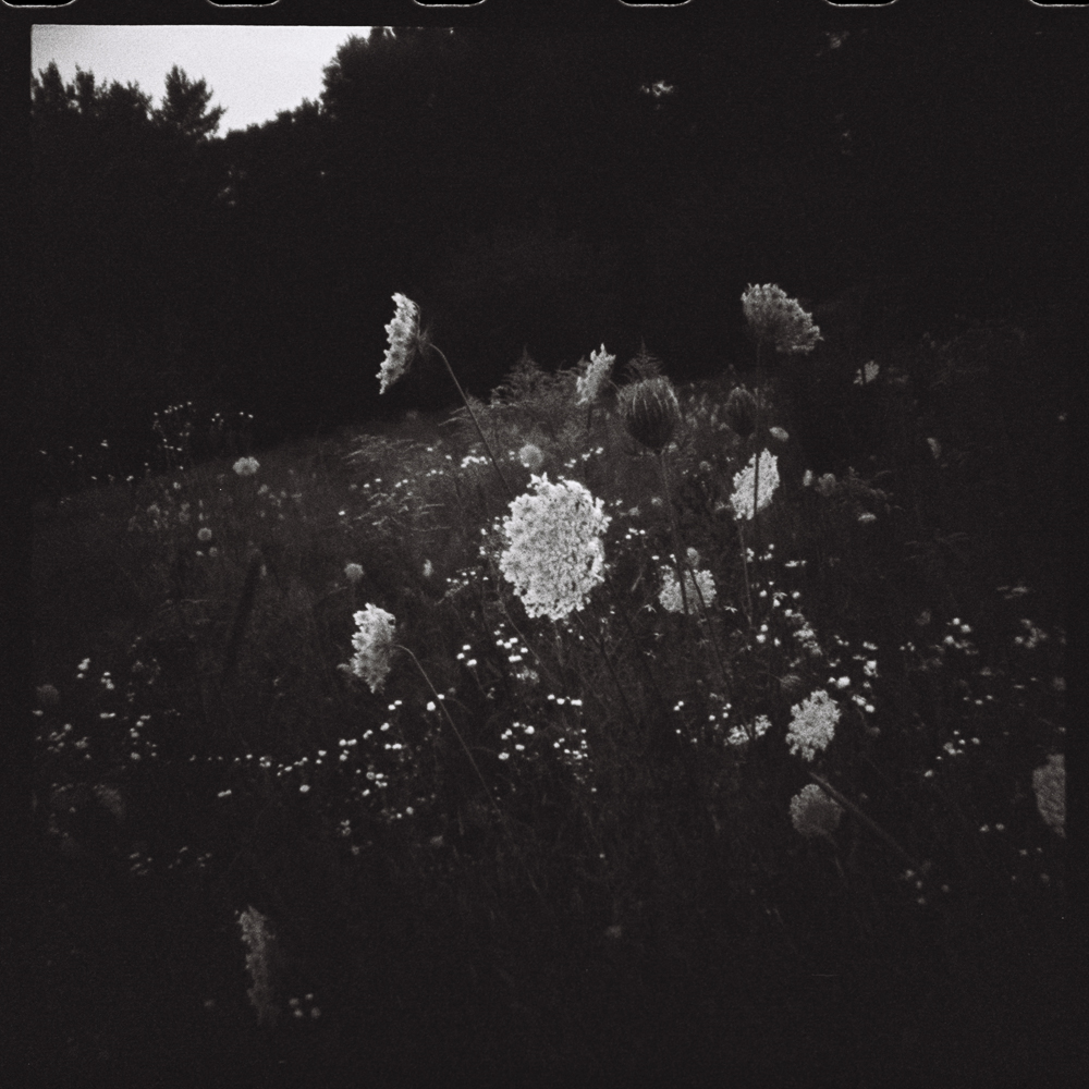 Black and white photo of a field with tall, blooming wildflowers and grasses. The flowers stand out in the dim light, with a dark forest in the background and film perforations visible at the top of the image.