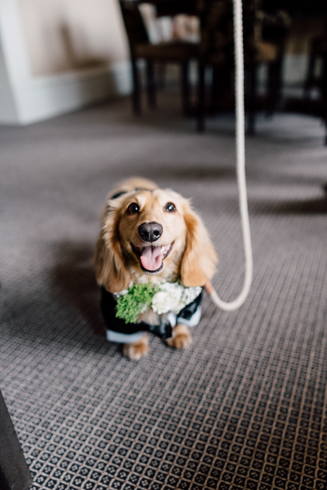 A small, light brown dachshund wearing a black tuxedo and white flowers sits on a carpeted floor, looking up happily with its mouth open and tongue out, attached to a white leash.