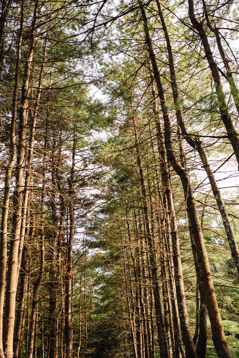Tall pine trees form a dense forest in Lenox, MA, their thin trunks rising to create a canopy with patches of sky above—an enchanting setting reminiscent of a Seven Hills Inn wedding, as sunlight filters through the branches.