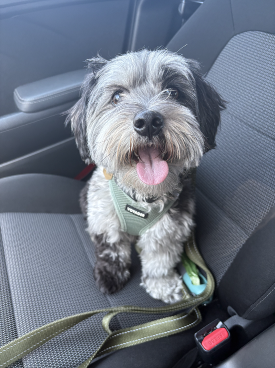 A small, fluffy black and gray dog with a green harness sits on a car seat, looking up with its tongue out and a happy expression.